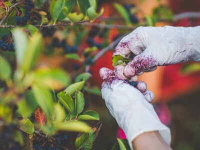 Mirko Gadžo - začetnik uzgoja aronije u Imotskom