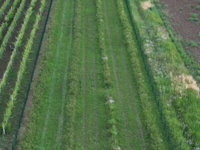Mirko Gadžo - začetnik uzgoja aronije u Imotskom
