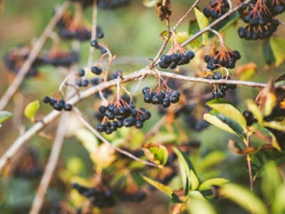 Mirko Gadžo - začetnik uzgoja aronije u Imotskom