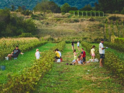 Mirko Gadžo - začetnik uzgoja aronije u Imotskom