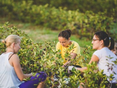 Mirko Gadžo - začetnik uzgoja aronije u Imotskom
