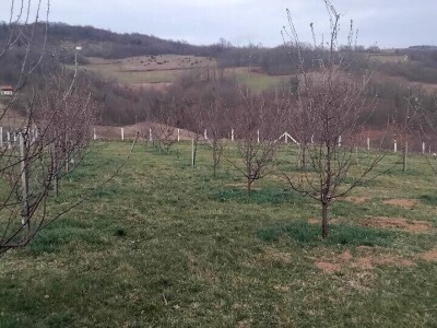 Mirko Sladojević Mirko Sladojević