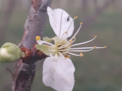 Mirko Sladojević Mirko Sladojević