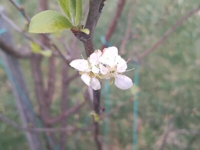 Mirko Sladojević Mirko Sladojević