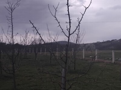 Mirko Sladojević Mirko Sladojević