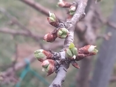 Mirko Sladojević Mirko Sladojević