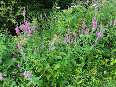 "Miroč: Čuvar netaknute lepote - Priča o Dimitriju Kecojeviću i njegovom životu među impozantnim stenama"