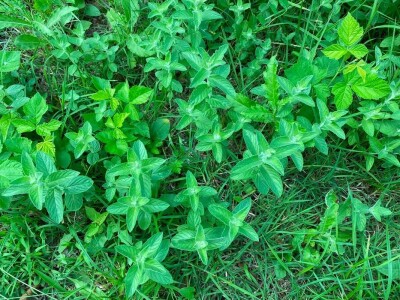 "Miroč: Čuvar netaknute lepote - Priča o Dimitriju Kecojeviću i njegovom životu među impozantnim stenama"