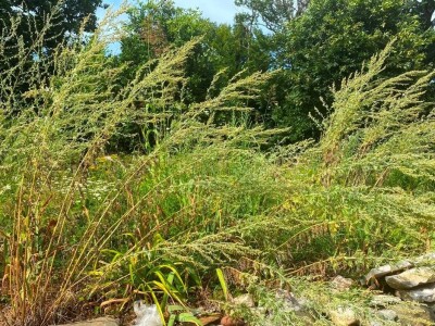 "Miroč: Čuvar netaknute lepote - Priča o Dimitriju Kecojeviću i njegovom životu među impozantnim stenama"