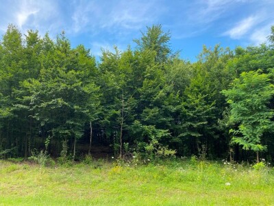 "Miroč: Čuvar netaknute lepote - Priča o Dimitriju Kecojeviću i njegovom životu među impozantnim stenama"