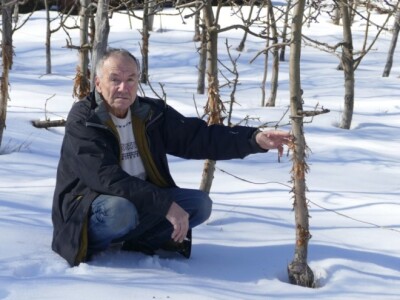 Oštećena stabla jabuke u Dobrunskoj Rijeci kod Višegrada Oštećena stabla jabuke u Dobrunskoj Rijeci kod Višegrada