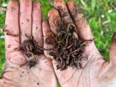 Miruju li kalifornijske gliste zimi?