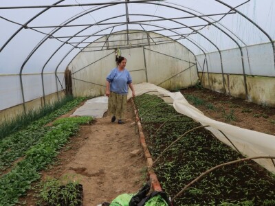 Mirzaha Huseinović u svojim plastenicima