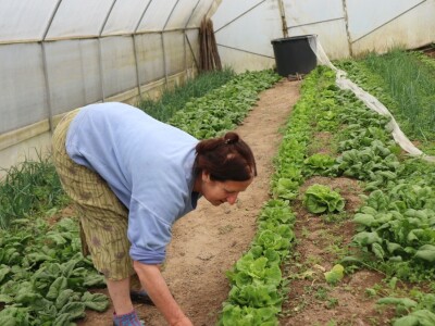 Mirzaha Huseinović u svojim plastenicima