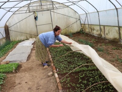 Mirzaha Huseinović u svojim plastenicima