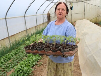 Mirzaha Huseinović u svojim plastenicima