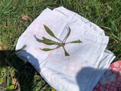 Mišanca