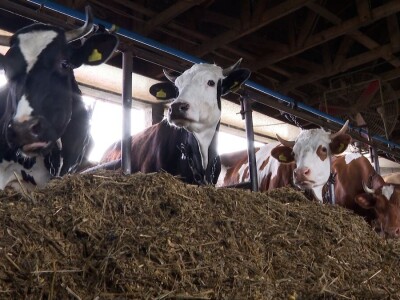 Farma krava Mišurić Farma krava Mišurić