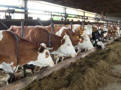 Farma krava Mišurić