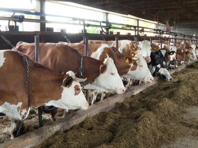 Farma krava Mišurić Farma krava Mišurić