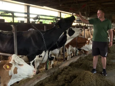 Farma krava Mišurić