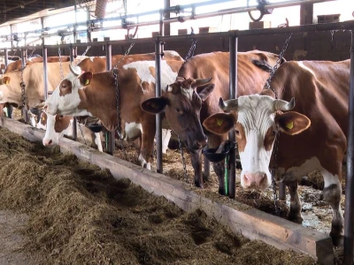 Farma krava Mišurić