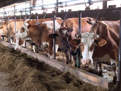 Farma krava Mišurić Farma krava Mišurić