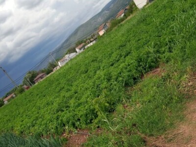 Mješovito gazdinstvo Mješovito gazdinstvo