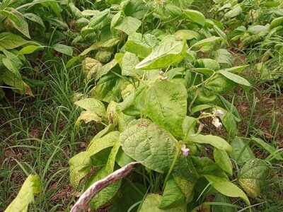 Mješovito gazdinstvo Mješovito gazdinstvo