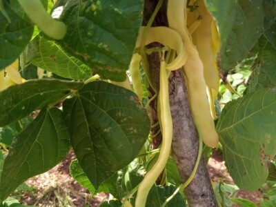 Mješovito gazdinstvo Mješovito gazdinstvo