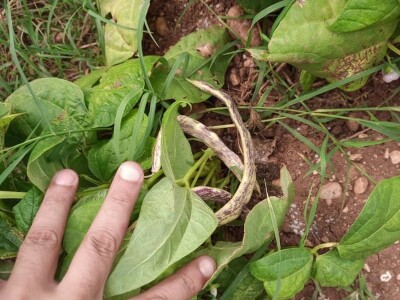 Mješovito gazdinstvo Mješovito gazdinstvo