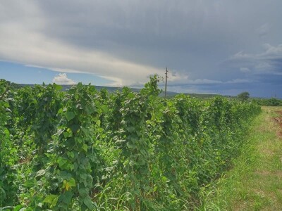 Mješovito gazdinstvo Mješovito gazdinstvo