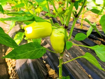 Mješovito poljoprivredno-stočarsko gazdinstvo Hemion