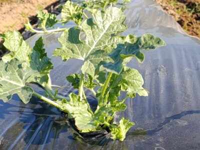 Mješovito poljoprivredno-stočarsko gazdinstvo Hemion