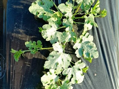 Mješovito poljoprivredno-stočarsko gazdinstvo Hemion