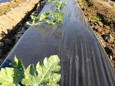 Mješovito poljoprivredno-stočarsko gazdinstvo Hemion