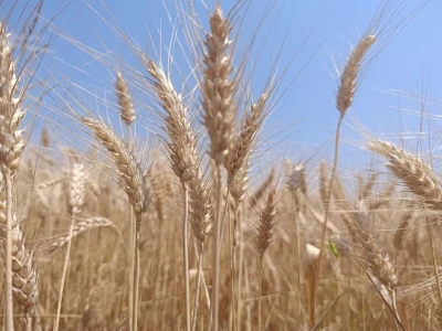 Mješovito poljoprivredno-stočarsko gazdinstvo Hemion