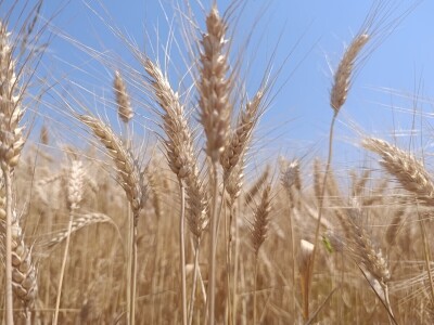 Mješovito poljoprivredno-stočarsko gazdinstvo Hemion