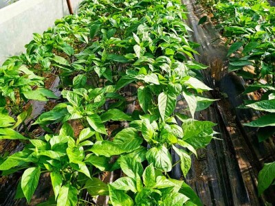 Mješovito poljoprivredno-stočarsko gazdinstvo Hemion