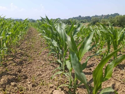 Mješovito poljoprivredno-stočarsko gazdinstvo Hemion