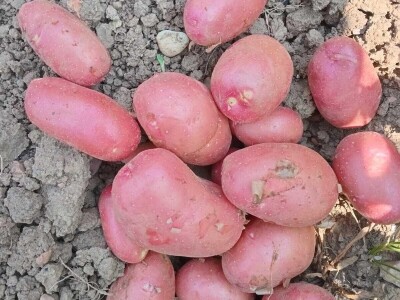 Mješovito poljoprivredno-stočarsko gazdinstvo Hemion