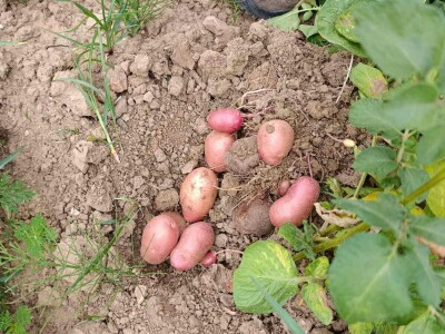 Mješovito poljoprivredno-stočarsko gazdinstvo Hemion