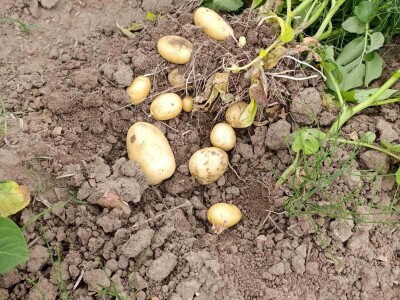 Mješovito poljoprivredno-stočarsko gazdinstvo Hemion