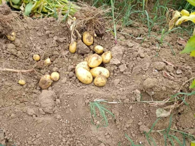 Mješovito poljoprivredno-stočarsko gazdinstvo Hemion