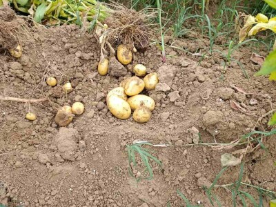 Mješovito poljoprivredno-stočarsko gazdinstvo Hemion