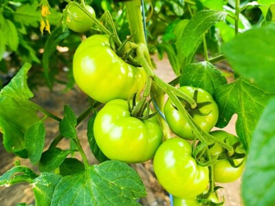 Mješovito poljoprivredno-stočarsko gazdinstvo Hemion