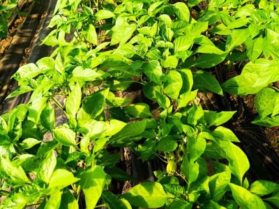 Mješovito poljoprivredno-stočarsko gazdinstvo Hemion