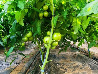 Mješovito poljoprivredno-stočarsko gazdinstvo Hemion