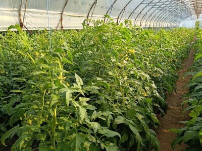 Mješovito poljoprivredno-stočarsko gazdinstvo Hemion