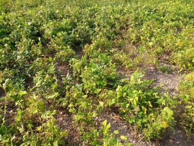 Mještani Dražev Doca sumiraju štete od grada